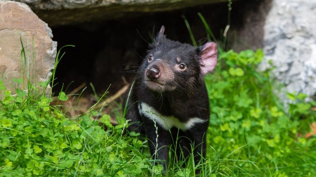 DEMONIO DE TASMANIA