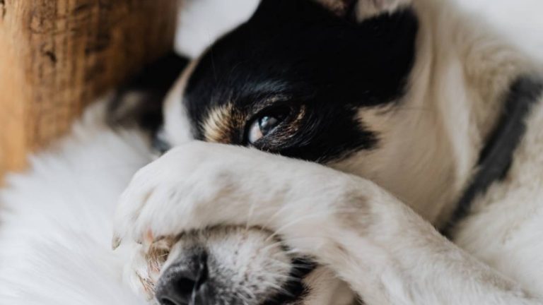 Ojo con los peludos: ¿Cómo saber si mi mascota está estresada?