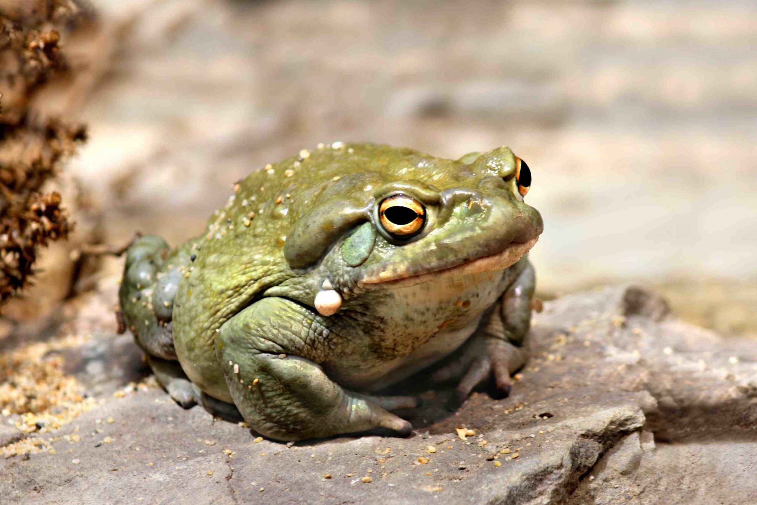 Sapo (Incilius Alvarius)