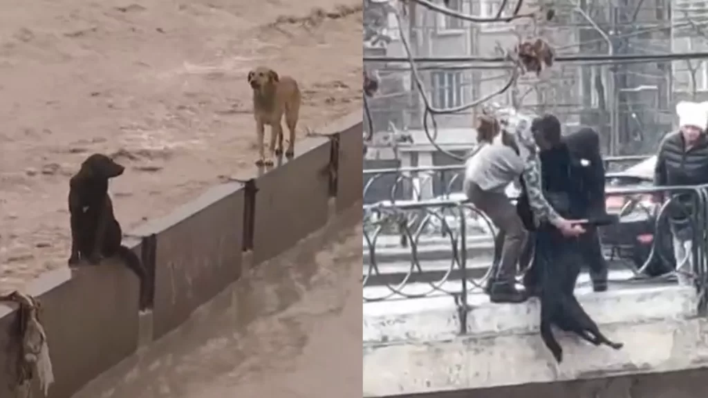 Rescate Perros Atrapados Tras Crecida De Río Mapocho